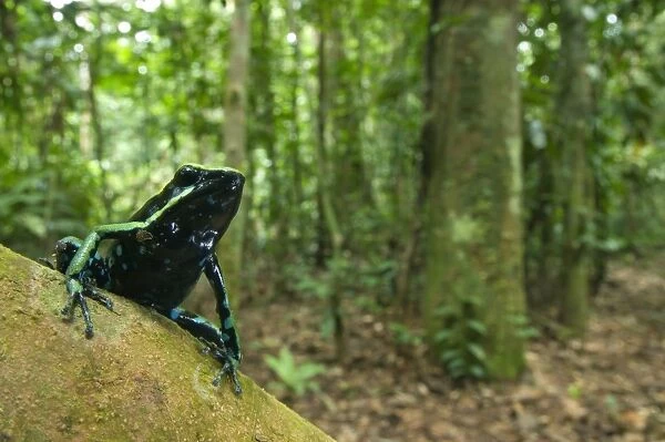 Three-striped Poison Dart Frog (Ameerega trivittata) adult, sitting on branch in forest habitat, Los Amigos Biological Station, Madre de Dios, Amazonia, Peru