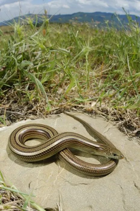 Framed Print : Three-toed Skink (Chalcides chalcides) adult, basking on rock in habitat, Italy, may Framed Print : Three-toed Skink (Chalcides chalcides) adult, basking on rock in habitat, Italy, may