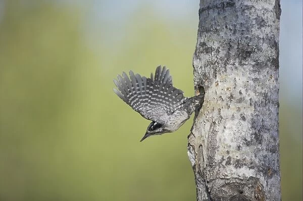 Three-toed Woodpecker (Picoides tridactylus) adult female, in flight, leaving nesthole in tree trunk, Oulu Region, Finland
