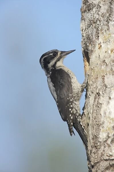 Three-toed Woodpecker (Picoides tridactylus) adult female, at nesthole in tree trunk, Oulu Region, Finland