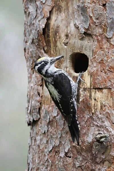 Three-toed Woodpecker (Picoides tridactylus) adult male, with food in beak, at nesthole in tree trunk, Finland, July