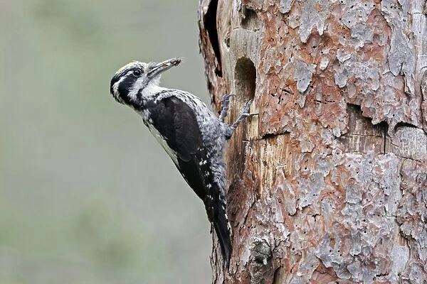 Three-toed Woodpecker (Picoides tridactylus) adult male, with food in beak, at nesthole in tree trunk, Finland, July