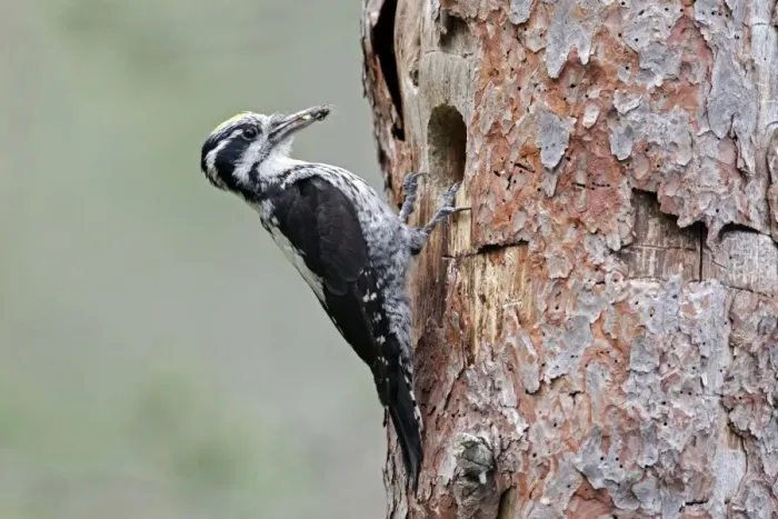 Framed Print : Three-toed Woodpecker (Picoides tridactylus) adult male, with food in beak, at nesthole in tree trunk, Finland, July Framed Print : Three-toed Woodpecker (Picoides tridactylus) adult male, with food in beak, at nesthole in tree trunk, Finland, July