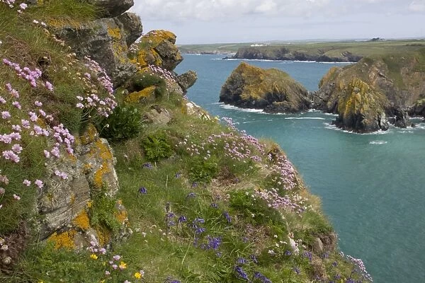 Thrift (Armeria maritima) and Bluebell (Endymion non-scriptus) flowering, growing in clifftop habitat