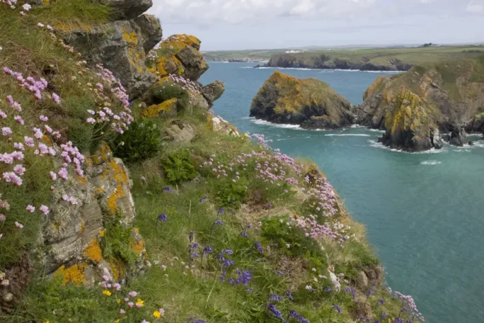 Framed Print : Thrift (Armeria maritima) and Bluebell (Endymion non-scriptus) flowering, growing in clifftop habitat Framed Print : Thrift (Armeria maritima) and Bluebell (Endymion non-scriptus) flowering, growing in clifftop habitat