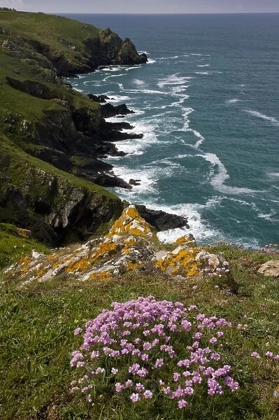 Thrift (Armeria maritima) flowering, growing in clifftop habitat, near Mullion Cove, The Lizard, Cornwall, England, may