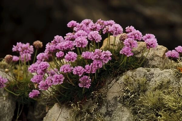 Thrift (Armeria maritima) flowering, clump growing on lichen covered rocks, Holyhead, Holy Island