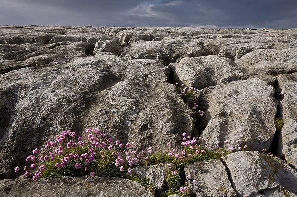Thrift (Armeria maritima) flowering, growing on coastal limestone pavement habitat, The Burren, County Clare, Ireland