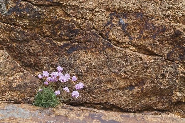Thrift (Armeria maritima) flowering, growing on rocky ledge, Jersey, Channel Islands, May