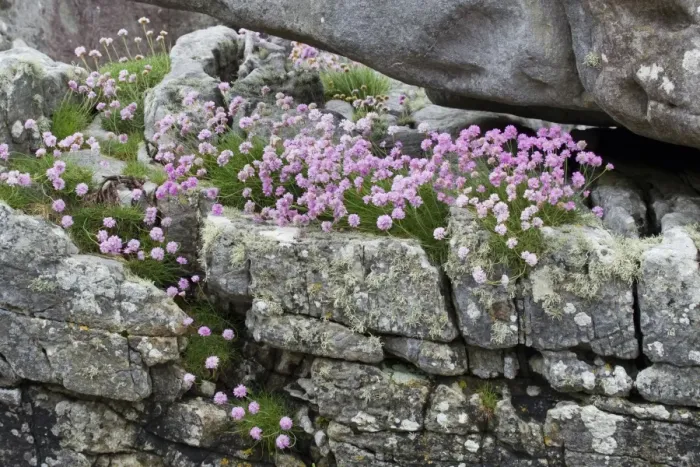 Framed Print : Thrift (Armeria maritima) flowering, growing on coastal rocks, Isle of Skye, Inner Hebrides, Scotland, June Framed Print : Thrift (Armeria maritima) flowering, growing on coastal rocks, Isle of Skye, Inner Hebrides, Scotland, June