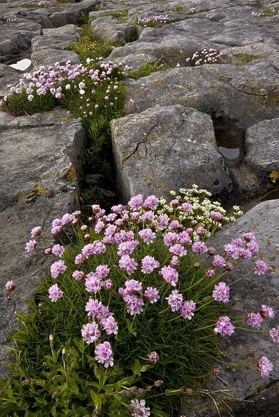 Thrift (Armeria maritima) flowering, growing on coastal limestone pavement, The Burren, County Clare, Ireland, May