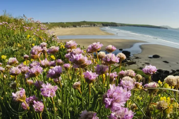 Framed Print : Thrift (Armeria maritima) flowering, growing on clifftop in coastal habitat, St. Davids Head, Pembrokeshire, Wales, May Framed Print : Thrift (Armeria maritima) flowering, growing on clifftop in coastal habitat, St. Davids Head, Pembrokeshire, Wales, May