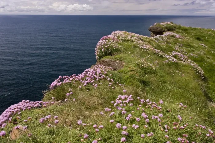 Framed Print : Thrift (Armeria maritima) flowering mass, growing on clifftop, Cliffs of Moher, The Burren, County Clare, Ireland, May Framed Print : Thrift (Armeria maritima) flowering mass, growing on clifftop, Cliffs of Moher, The Burren, County Clare, Ireland, May