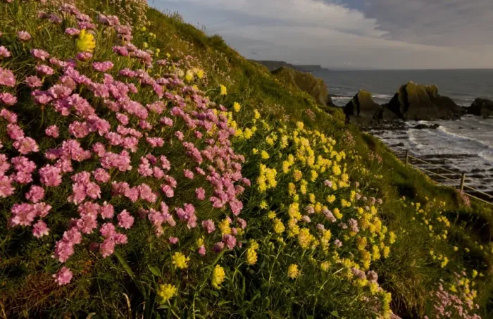 Framed Print : Thrift (Armeria maritima) and Kidney-vetch (Anthyllis vulneraria) flowering, growing on clifftop habitat Framed Print : Thrift (Armeria maritima) and Kidney-vetch (Anthyllis vulneraria) flowering, growing on clifftop habitat