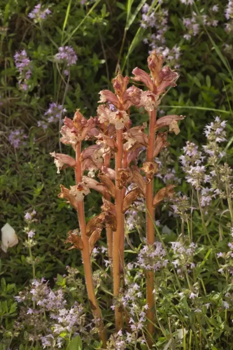 Framed Print : Thyme Broomrape (Orobanche alba) flowering, parasitic on thyme, Romania, June Framed Print : Thyme Broomrape (Orobanche alba) flowering, parasitic on thyme, Romania, June