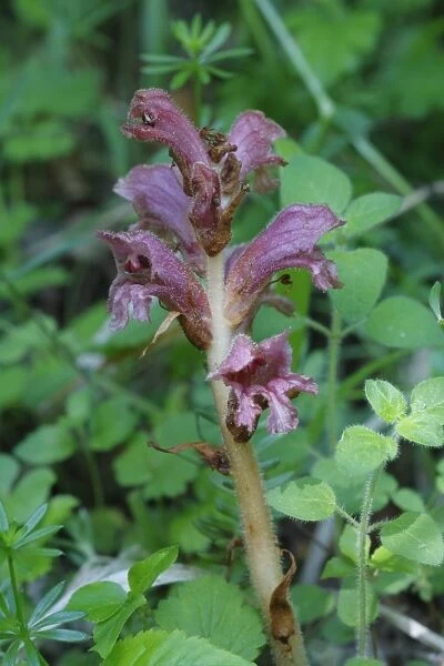 Thyme Broomrape (Orobanche alba) flowering, probably growing on Mint (Mentha sp. ), Pyrenees, Ariege, France, may