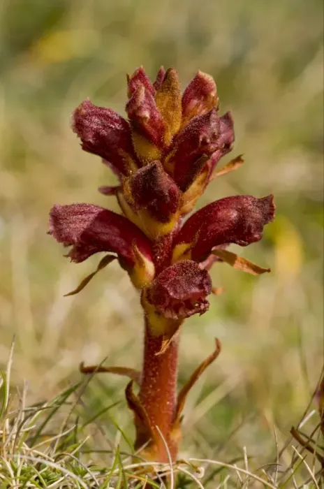 Framed Print : Thyme Broomrape (Orobanche alba) flowering, Kynance Cove, The Lizard, Cornwall, England, may Framed Print : Thyme Broomrape (Orobanche alba) flowering, Kynance Cove, The Lizard, Cornwall, England, may