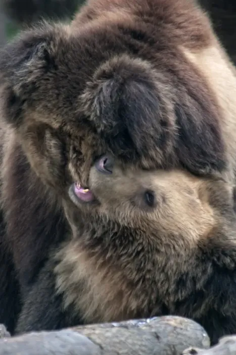 Framed Print : Tibetan Bear (Ursus arctos pruinosus) two adults, play-fighting, Animals Asia Rescue Centre, Chengdu, Sichuan, China, april Framed Print : Tibetan Bear (Ursus arctos pruinosus) two adults, play-fighting, Animals Asia Rescue Centre, Chengdu, Sichuan, China, april