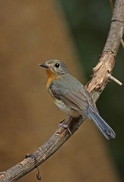 Tickell's Blue-flycatcher (Cyornis tickelliae indochina) adult female, perched on branch, Kaeng Krachan N. P. Thailand, february