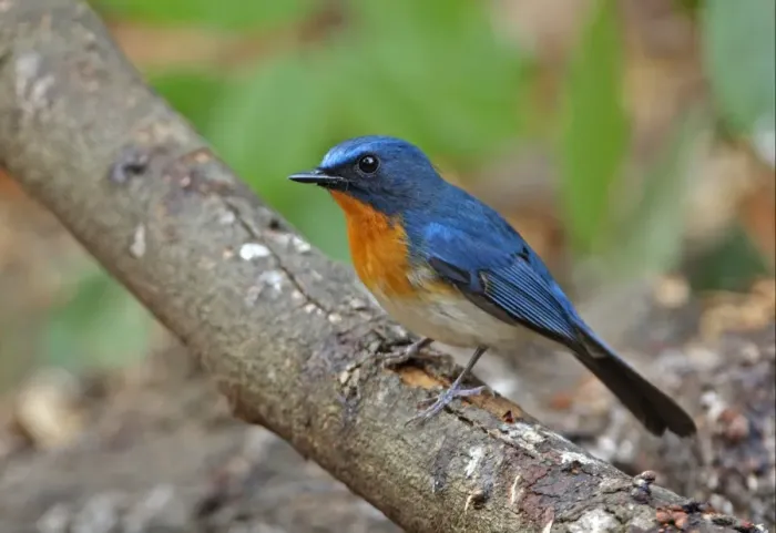 Framed Print : Tickell's Blue-flycatcher (Cyornis tickelliae indochina) adult male, perched on branch, Kaeng Krachan N. P. Thailand, february Framed Print : Tickell's Blue-flycatcher (Cyornis tickelliae indochina) adult male, perched on branch, Kaeng Krachan N. P. Thailand, february