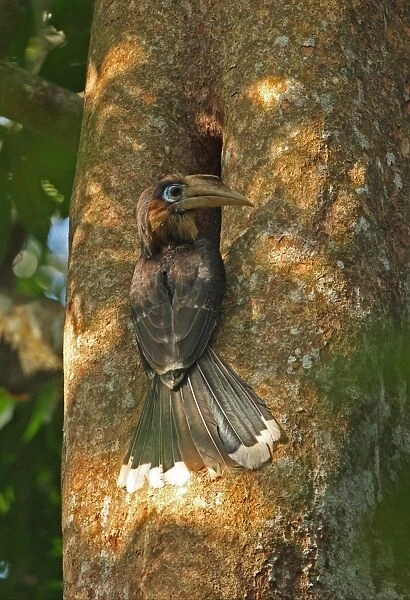 Tickell's Brown Hornbill (Anorrhinus tickelli) adult male, visiting nesthole in tree trunk, Kaeng Krachan N. P. Thailand, february