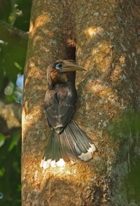 Framed Print : Tickell's Brown Hornbill (Anorrhinus tickelli) adult male, visiting nesthole in tree trunk, Kaeng Krachan N. P. Thailand, february Framed Print : Tickell's Brown Hornbill (Anorrhinus tickelli) adult male, visiting nesthole in tree trunk, Kaeng Krachan N. P. Thailand, february