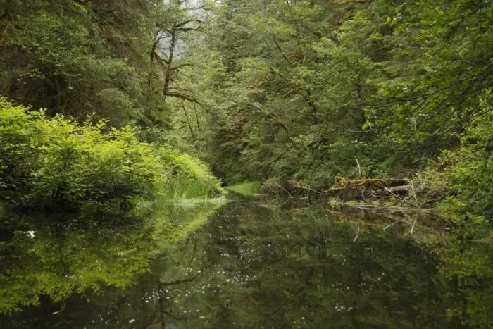 Framed Print : Tidal channel in estuarine forest, in temperate coastal rainforest habitat, Inside Passage, Coast Mountains