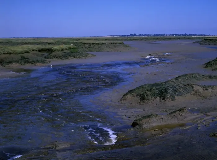 Framed Print : Tide going out on Essex salt Marsh at Tollesbury Framed Print : Tide going out on Essex salt Marsh at Tollesbury