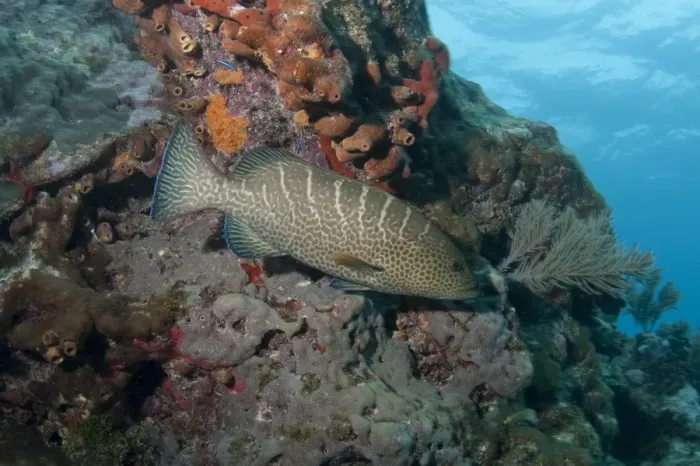 Framed Print : Tiger Grouper (Mycteroperca tigris) adult, swimming in coral reef, Molasses Reef, Key Largo, Florida Keys, Florida