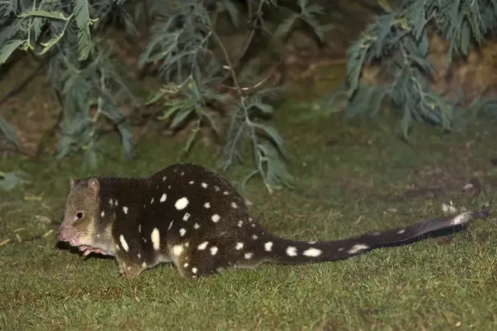 Framed Print : Tiger Quoll (Dasyurus maculatus) adult, feeding at night, near Loongana, Tasmania, Australia, February Framed Print : Tiger Quoll (Dasyurus maculatus) adult, feeding at night, near Loongana, Tasmania, Australia, February