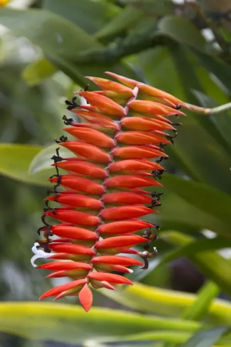 Framed Print : Tillandsia dyeriana is a species of plant in the Bromeliaceae family. It is endemic to Ecuador Framed Print : Tillandsia dyeriana is a species of plant in the Bromeliaceae family. It is endemic to Ecuador