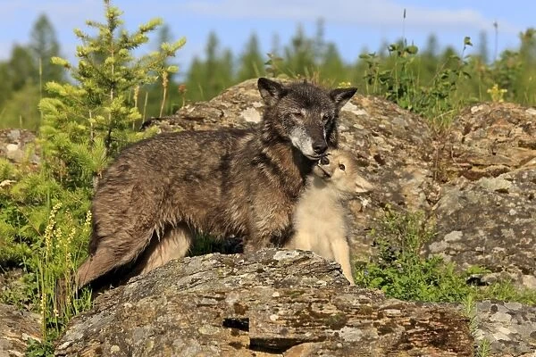Timber Wolf (Canis lupus) adult female with eight-week old cub, begging for food amongst rocks, Montana, U. S. A