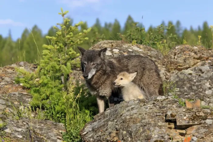 Framed Print : Timber Wolf (Canis lupus) adult female with eight-week old cub, standing amongst rocks, Montana, U. S. A. june (captive) Framed Print : Timber Wolf (Canis lupus) adult female with eight-week old cub, standing amongst rocks, Montana, U. S. A. june (captive)