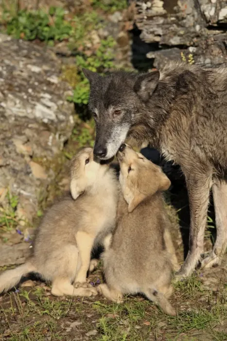 Framed Print : Timber Wolf (Canis lupus) adult female with eight-week old cubs, begging for food, Montana, U. S. A. june (captive) Framed Print : Timber Wolf (Canis lupus) adult female with eight-week old cubs, begging for food, Montana, U. S. A. june (captive)