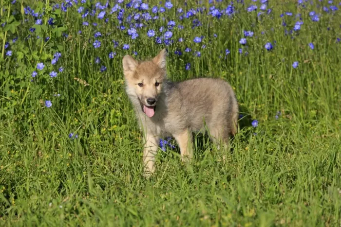 Framed Print : Timber Wolf (Canis lupus) eight-week old cub, standing in meadow, Montana, U. S. A. june (captive) Framed Print : Timber Wolf (Canis lupus) eight-week old cub, standing in meadow, Montana, U. S. A. june (captive)
