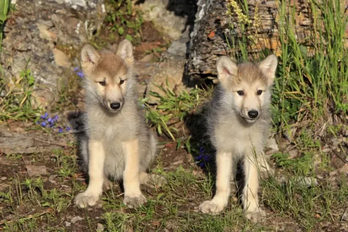 Framed Print : Timber Wolf (Canis lupus) two eight-week old cubs, sitting and standing, Montana, U. S. A. june (captive) Framed Print : Timber Wolf (Canis lupus) two eight-week old cubs, sitting and standing, Montana, U. S. A. june (captive)