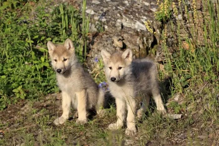 Framed Print : Timber Wolf (Canis lupus) two eight-week old cubs, sitting and standing, Montana, U. S. A. june (captive) Framed Print : Timber Wolf (Canis lupus) two eight-week old cubs, sitting and standing, Montana, U. S. A. june (captive)