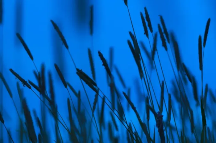 Framed Print : Timothy Grass (Phleum pratense) flowerspikes, silhouetted at twilight, Kent, England, May