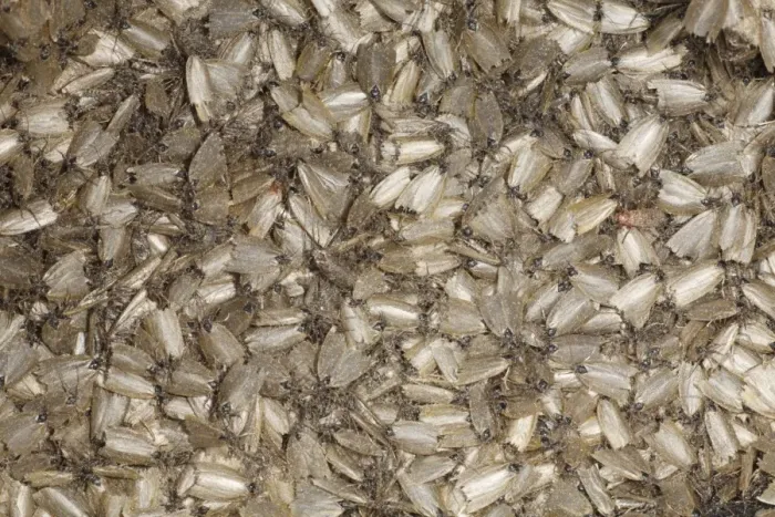 Framed Print : Timothy Tortrix (Aphelia paleana) adults, swarming in moth trap after mass emergence, Powys, Wales, july Framed Print : Timothy Tortrix (Aphelia paleana) adults, swarming in moth trap after mass emergence, Powys, Wales, july