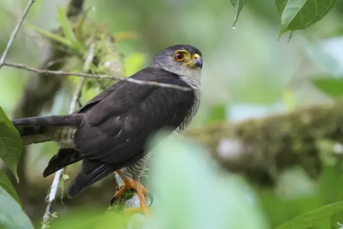 Framed Print : Tiny Hawk (Accipiter superciliosus) adult, perched on branch in tree, Costa Rica, february Framed Print : Tiny Hawk (Accipiter superciliosus) adult, perched on branch in tree, Costa Rica, february