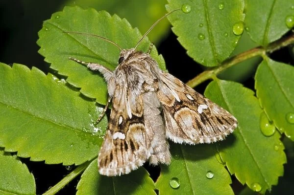 Toadflax Brocade Moth (Calophasia lunula) adult, resting on rose leaves with raindrops in garden, Belvedere, Bexley