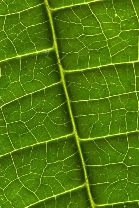 Framed Print : Tococa (Tococa guianensis) close-up of leaf and veins, South America Framed Print : Tococa (Tococa guianensis) close-up of leaf and veins, South America