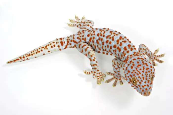 Framed Print : Tokay Gecko (Gecko gecko) adult Framed Print : Tokay Gecko (Gecko gecko) adult