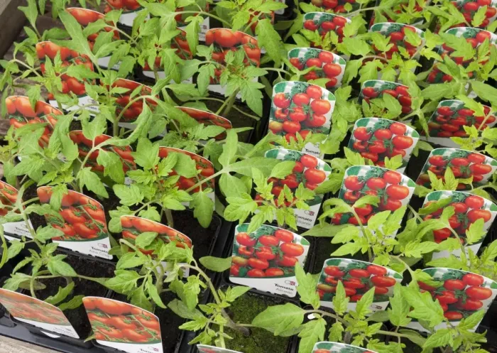Framed Print : Tomato (Solanum sp. ) Alicante and Ailsa Craig, trays of potted plants in garden centre, Norfolk, England, April Framed Print : Tomato (Solanum sp. ) Alicante and Ailsa Craig, trays of potted plants in garden centre, Norfolk, England, April