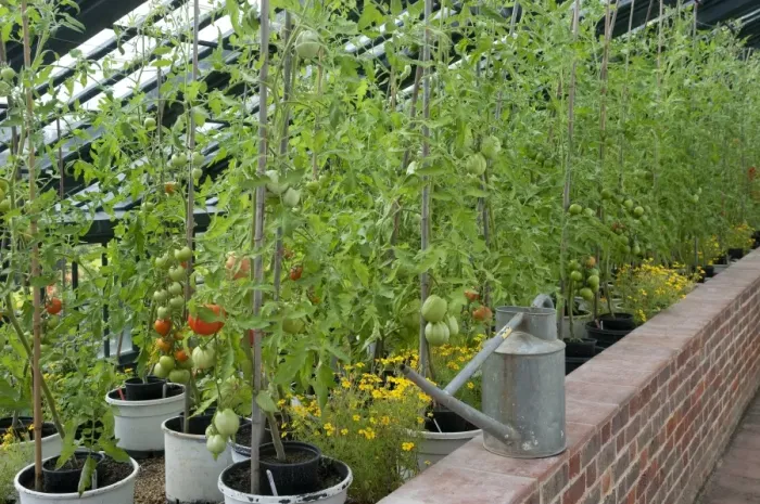 Framed Print : Tomato (Solanum sp. ) crop, with ripening fruit, growing in garden greenhouse, Suffolk, England, August Framed Print : Tomato (Solanum sp. ) crop, with ripening fruit, growing in garden greenhouse, Suffolk, England, August