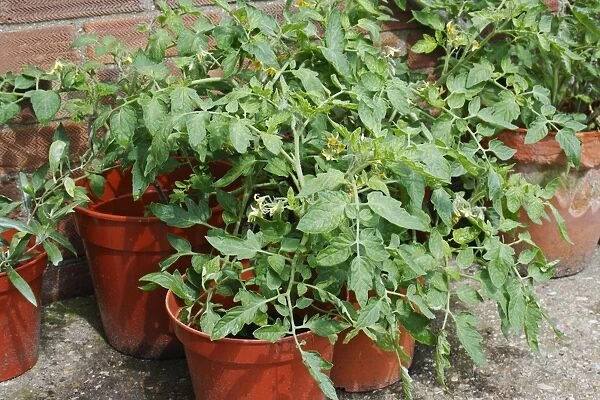 Tomato (Solanum sp. ) flowering, growing in pots on garden patio, Bacton, Suffolk, England, july
