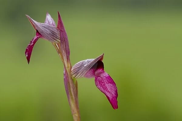 Tongue Orchid (Serapias lingua) close-up of flowers, Col de Calzan, Ariege Pyrenees, Midi-Pyrenees, France, May