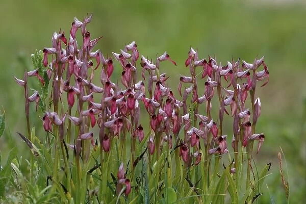 Tongue Orchid (Serapias lingua) flowering, group growing on roadside verge, Corsica, France, April