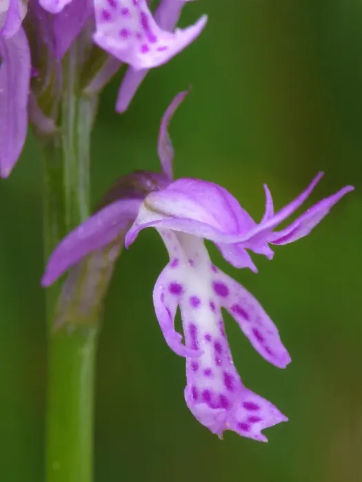 Framed Print : Toothed Orchid (Orchis tridentata) close-up of flower, Dolomites, Italian Alps, Italy, June Framed Print : Toothed Orchid (Orchis tridentata) close-up of flower, Dolomites, Italian Alps, Italy, June