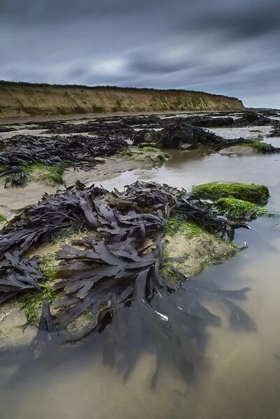 Toothed Wrack (Fucus serratus) fronds, exposed on beach at low tide, Reculver, Kent, England, June
